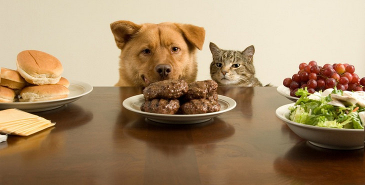 #沃爱分享#用数字指导减肥，减肥饮食：321原则+333原则， <wbr>让你享瘦不停！