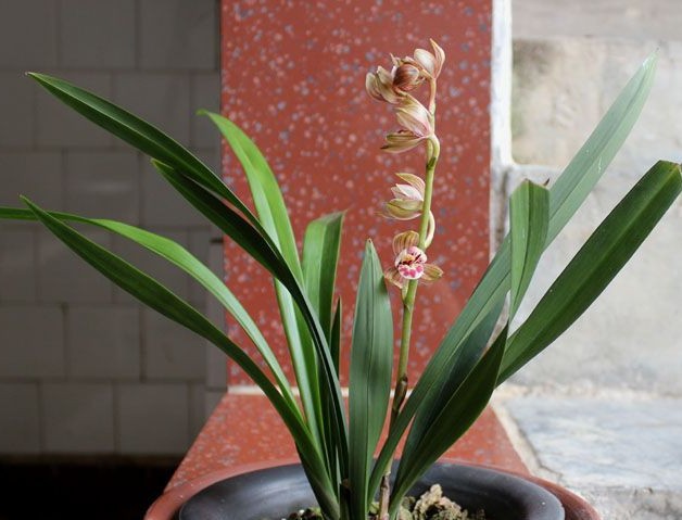 梦想兰花网170122200508