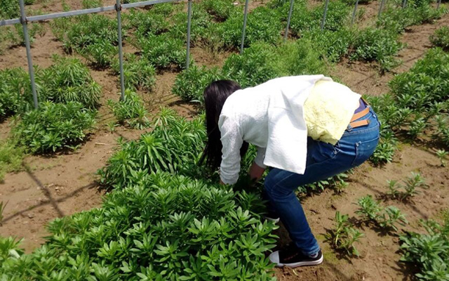 蔡甸农人辛苦引进高钙菜-销售成难题