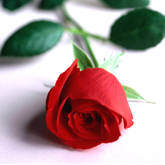 һ֧õ廨,ҵֻ only you