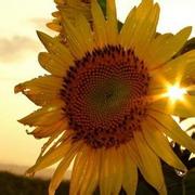 向日葵进口食品180313