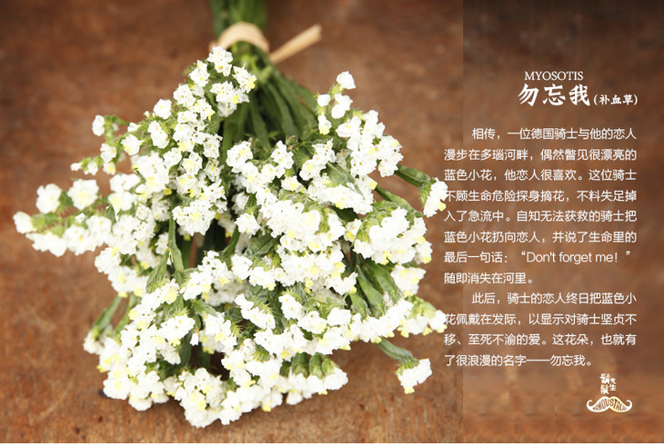 鲜花编号:hxs01050115  鲜花花材:白色勿忘我  鲜花枝数:15枝  花语
