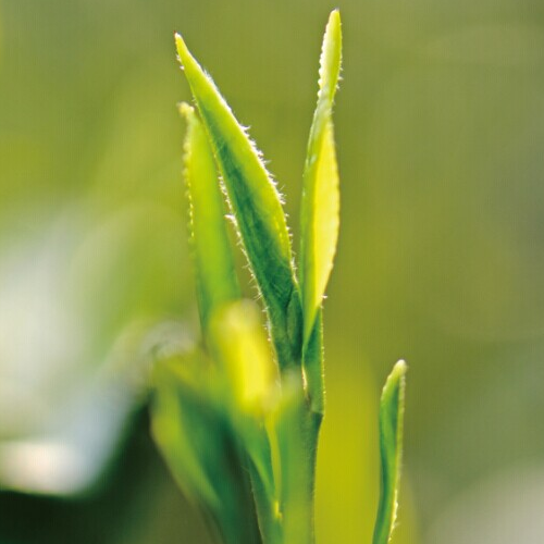 茶，一片树叶的故事200429