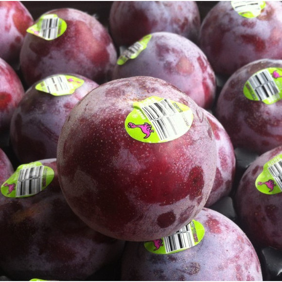 恐龙蛋可以卖么-恐龙蛋价格|武汉哪里收恐龙化