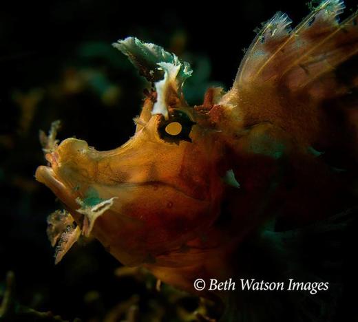 【度假村】印尼蓝碧Lembeh潜水度假 -  Kungkungan Dive Resort 商品图2