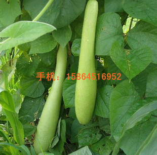 喜性的奇菜新品种,本品种的育成填补了攀爬蔬菜类品种的空白