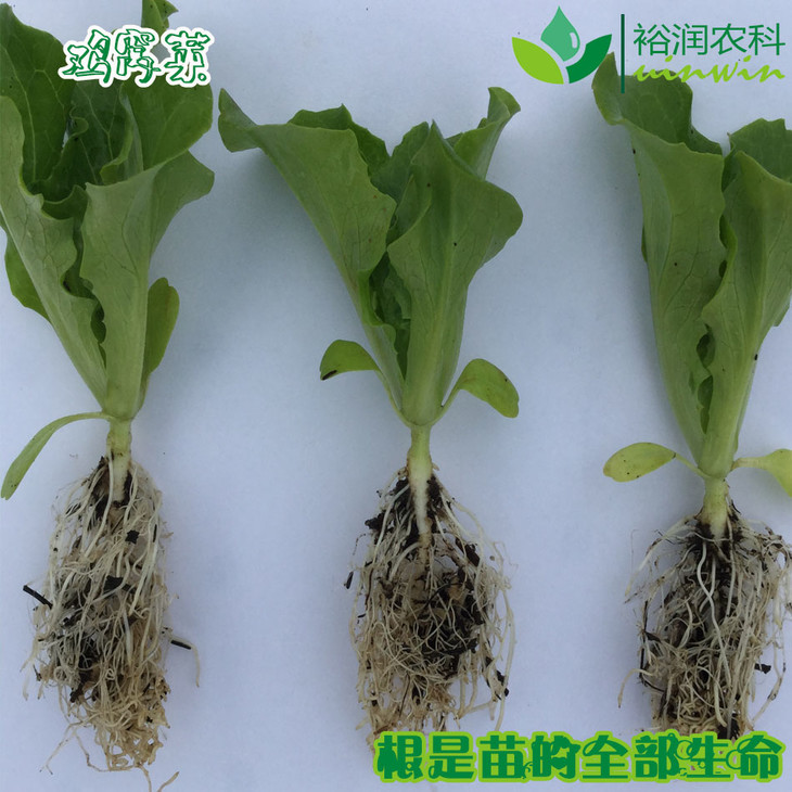 鸡窝菜,其纤维和维生素c比白菜多,有消除多余脂肪的作用.