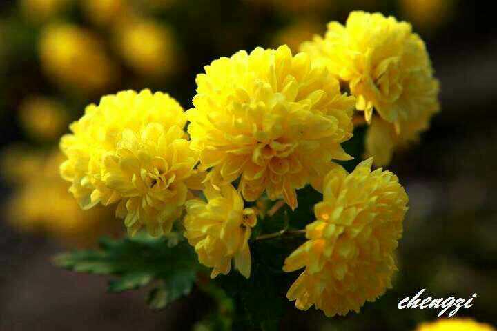 婺源县晓起江氏婆婆土特产200428