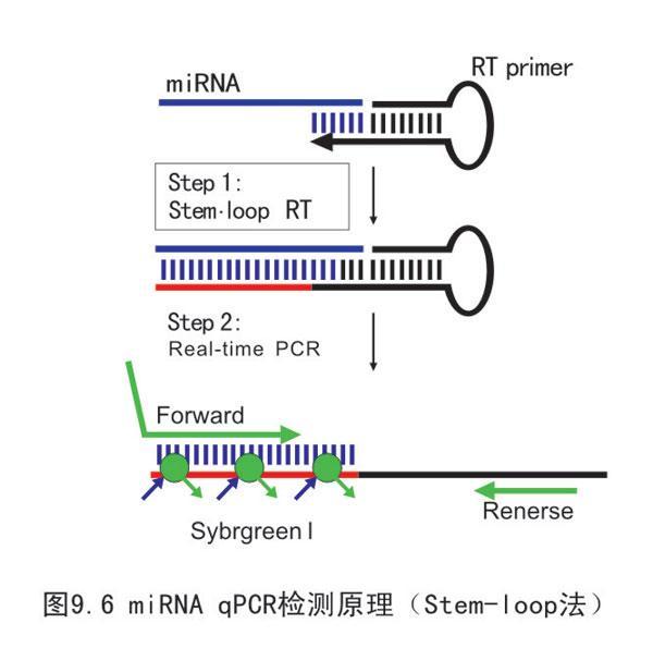 qpcr 内参引物设计_qpcr 内参引物设计分享展示