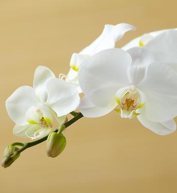 3株蝴蝶兰 商品图2