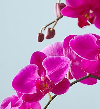 3株蝴蝶兰 商品图3