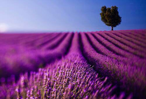 油然而生純精油代購200509