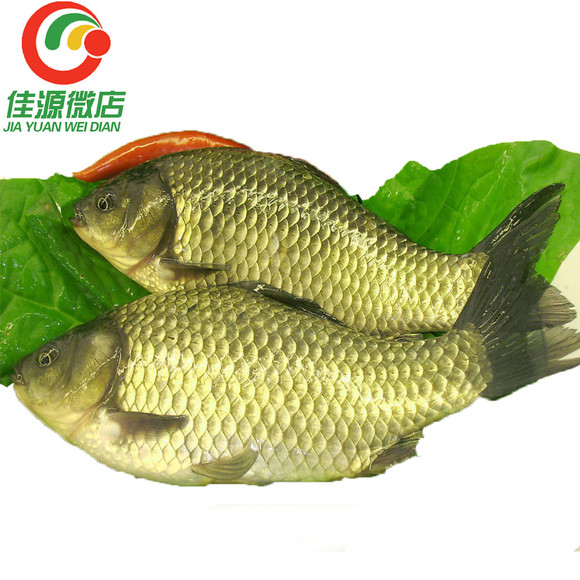活白鲫鱼约500g/条