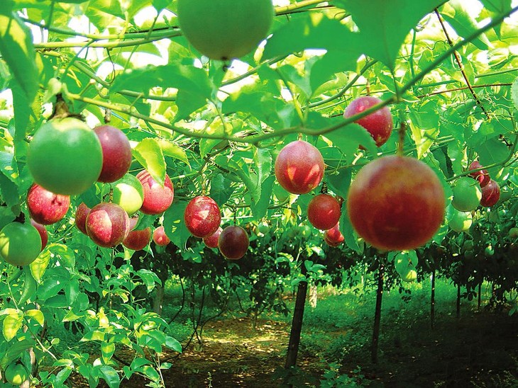 水梨与百香果等当地农产|长期收购百香果