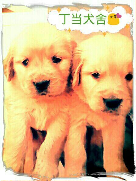丁当犬舍180314