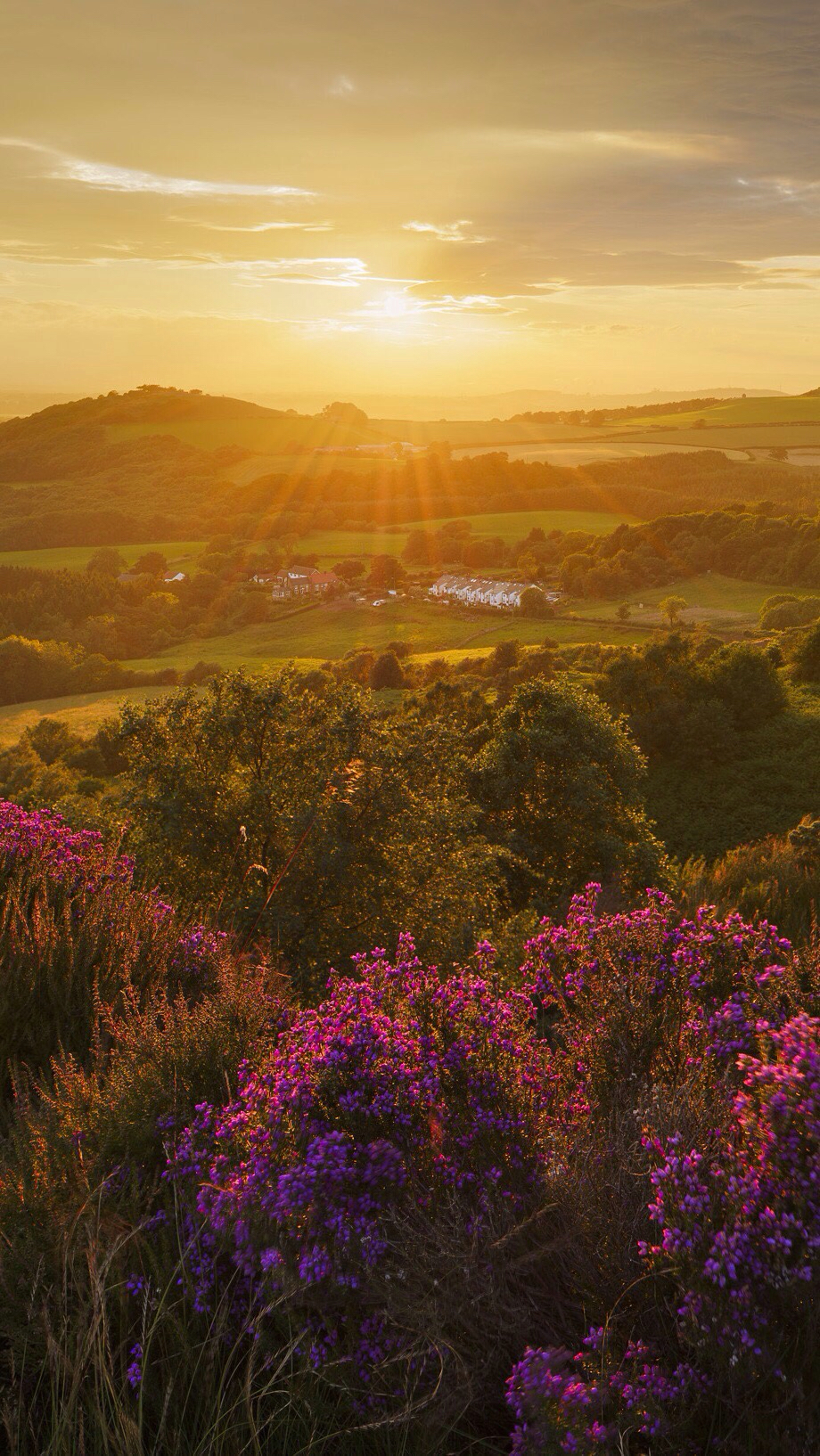 紫菁蓝歆的花园200509