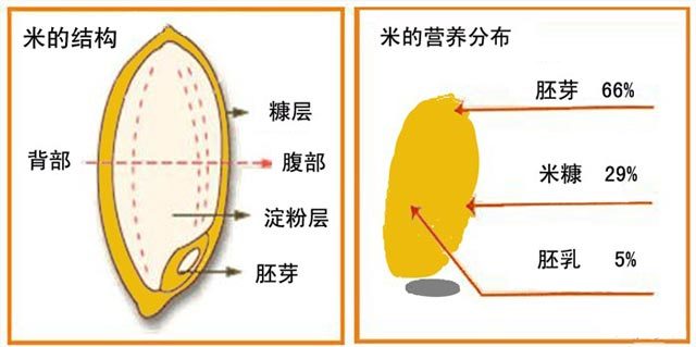 3>50 为什么我们要吃胚芽米?