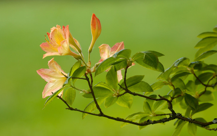 我的杜鹃花的叶子越长越小怎么办 宠物杜鹃花叶子图片