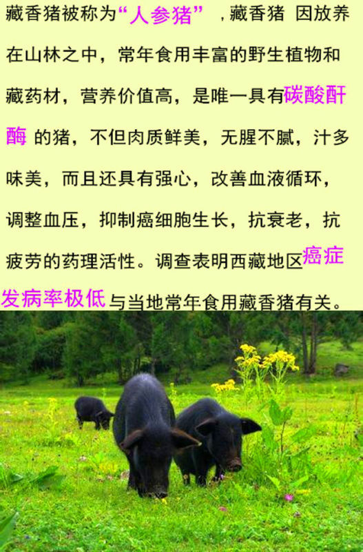 藏香猪大礼盒
