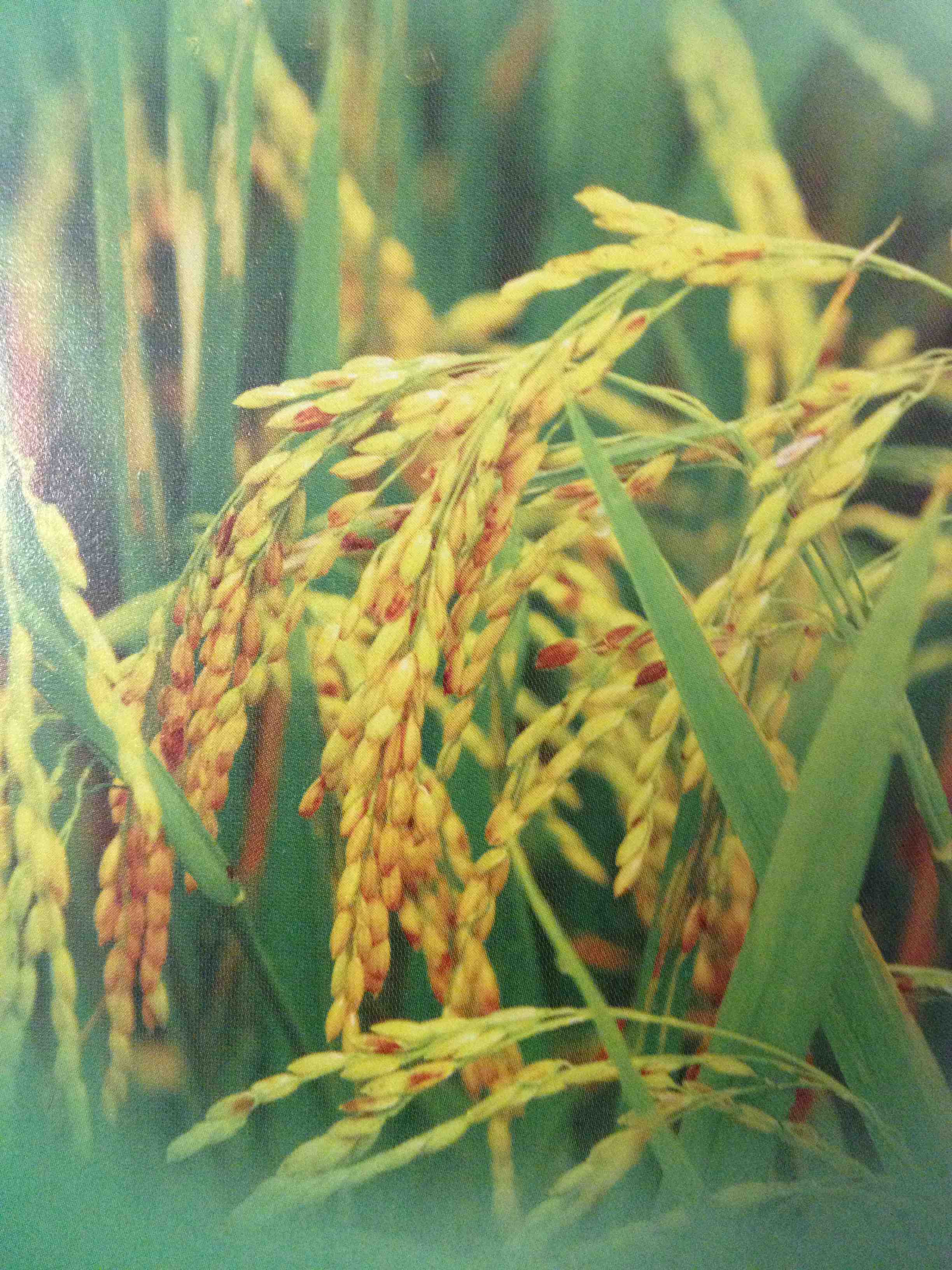 五常鸭田有机稻花香米200427