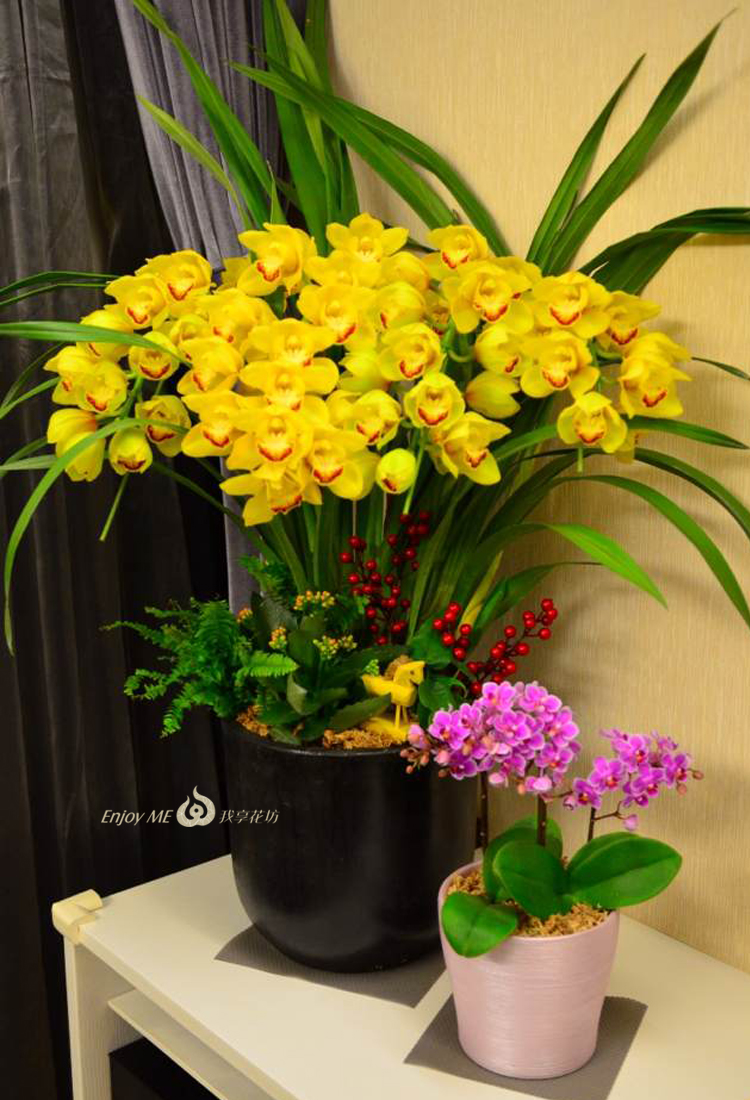 【大花蕙兰盆栽】我享花坊