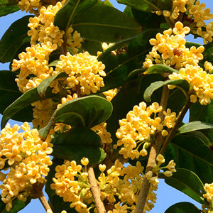 古林一桂百万桂花商城200509