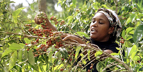 肯尼亚aa基安布咖啡豆 进口精品kenyaaakiambu 水洗熟