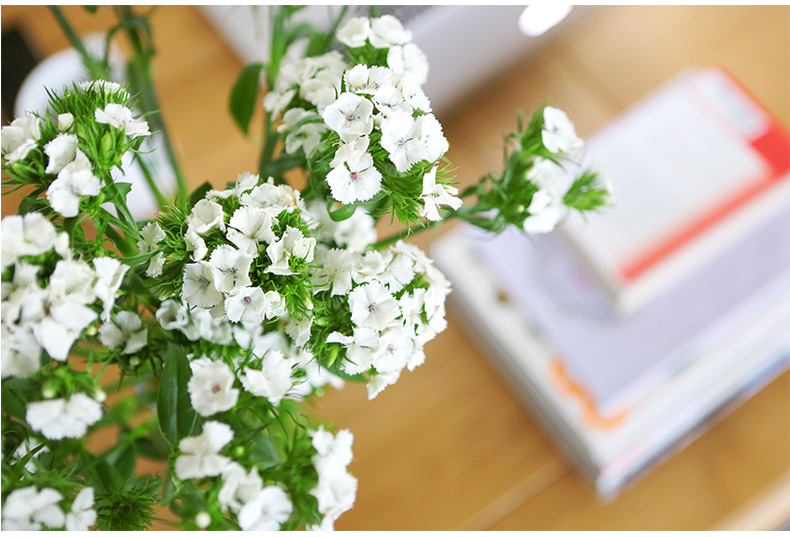 胡须先生15枝白色相思梅盒装家庭鲜花速递花