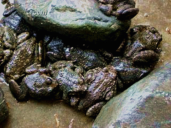 石蛙在傍晚时爬出洞穴,在山溪两岸或山坡的草丛中觅食.