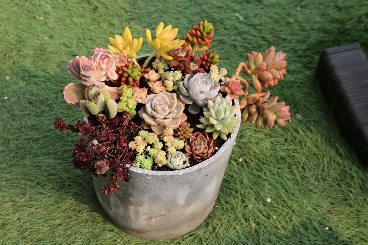 火星兔的花花草草180314