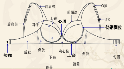 内衣的结构_内衣美女