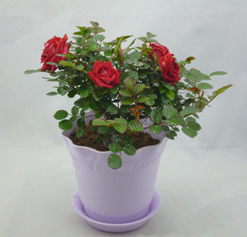 【香水月季】【含花盆】【免费配送】