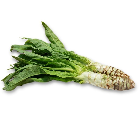 ݫҶ۵ Ҷ Ҫ