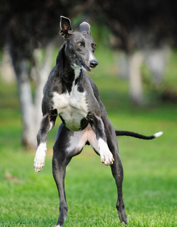 惠比特排名_惠比特(2)