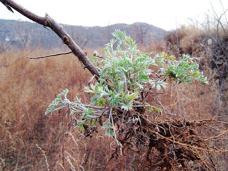 【野茵陈】它疏肝解郁,祛淤生新的能力特别强.