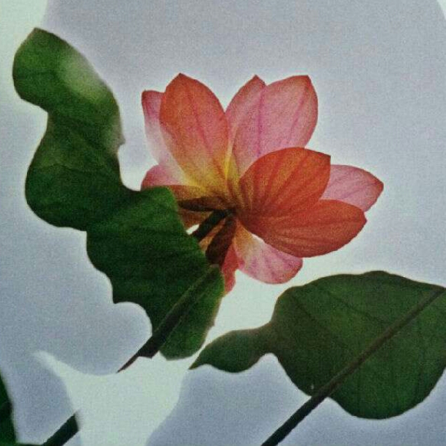 清淡柠檬的小店