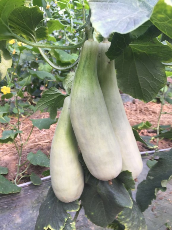 500g