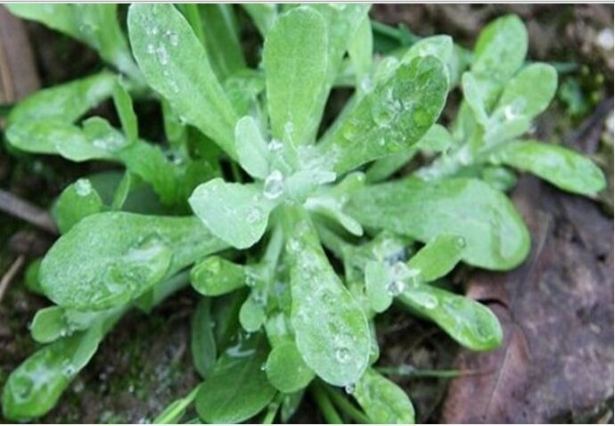 毛香粑蒿子粑农家自制野菜粑大别山特色小吃 鼠曲粑水