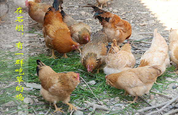 农家鸡鸭鹅饲料|鸡鸭鹅饲养新技术,鸡,鸭