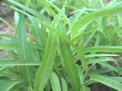 ũ:㶫ʡлݳ ʱ:516251 Ȫũ