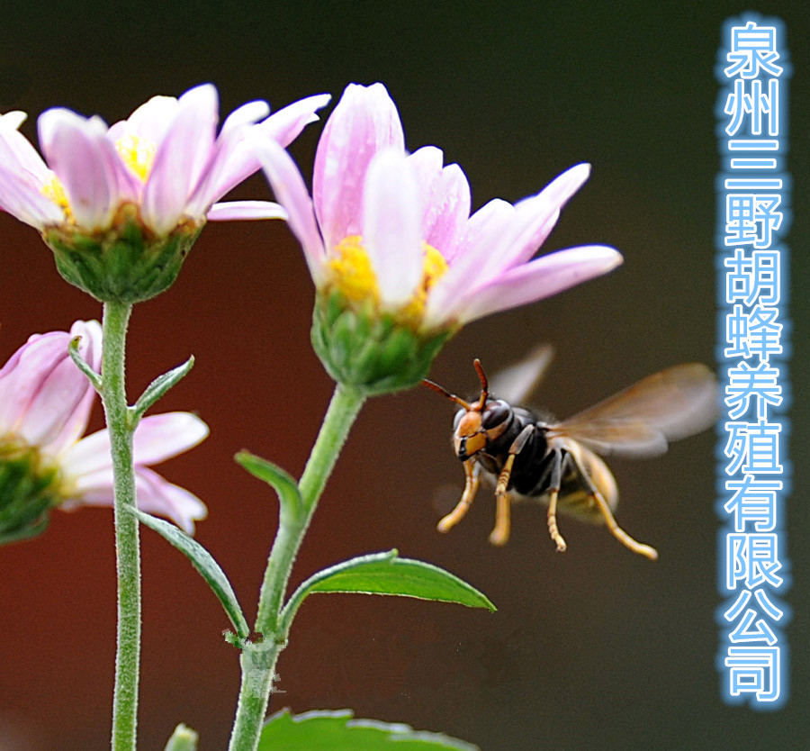 泉州三野胡蜂养殖有限公司200429