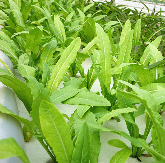 油麦菜的营养价值略高于生菜,而远远优于莴笋.