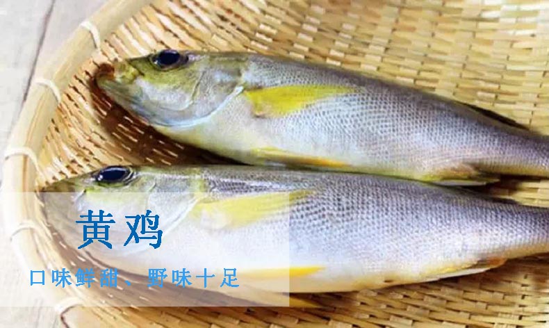 【古思海钓王国】野生海鱼 黄鸡鱼 黄雀鲷 整条 2-5斤\/条