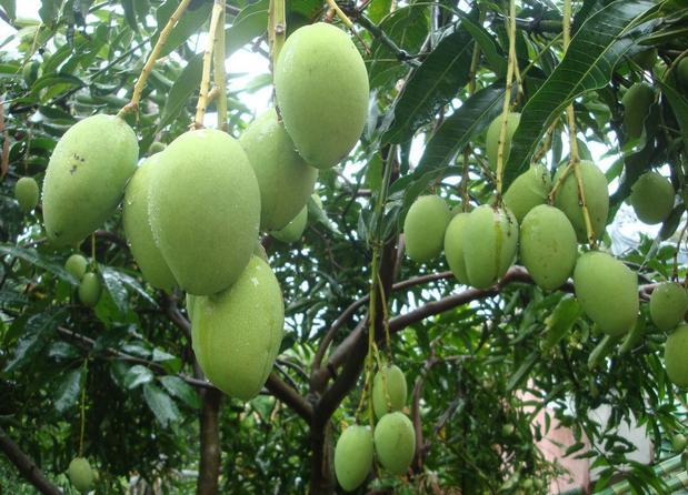 越南玉芒就是青芒吗-越南玉芒价格\/玉芒和青芒