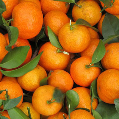 天冷砂糖桔、橙子价格微跌,济宁水果市场价格