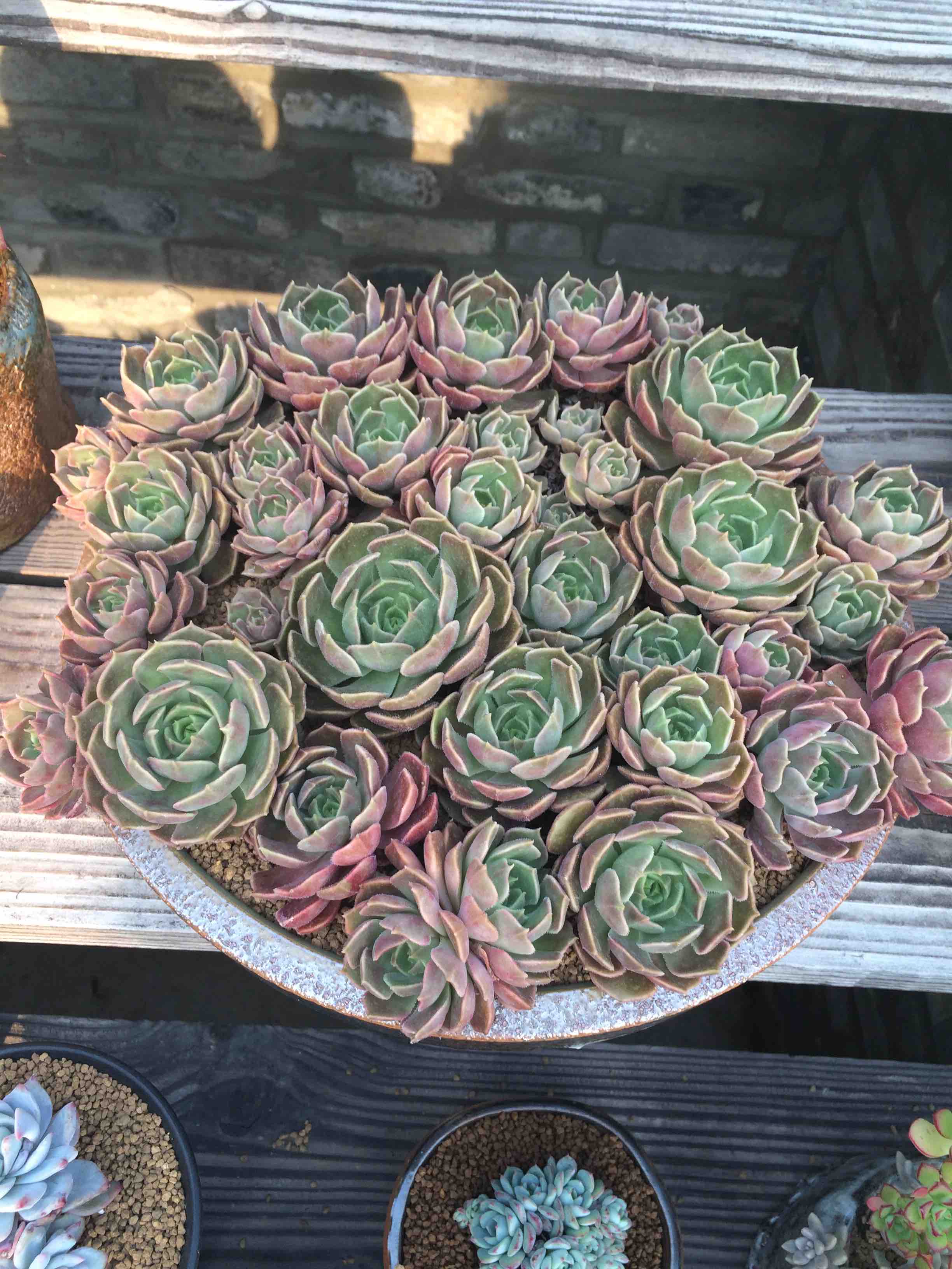 金篮多肉植物会员商城180314