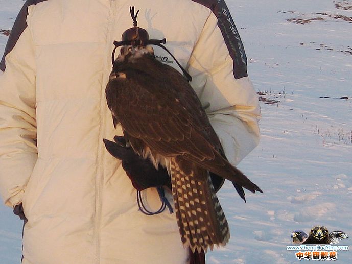 鹰具帽子\/鹰帽\/鹰具遮光罩\/鹰帽子鹰眼罩\/鹰具帽