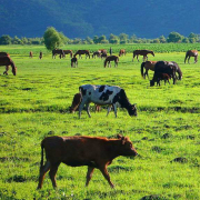 澳洲牛肉专家180315