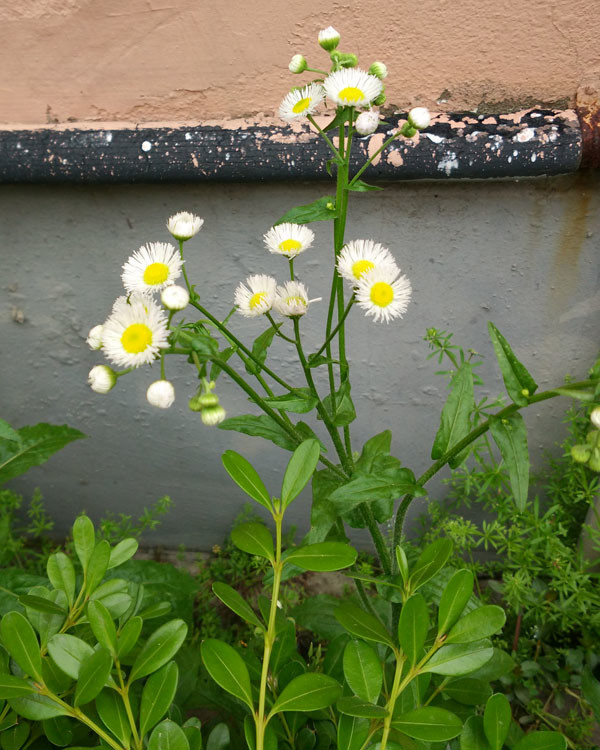 新品小飞蓬菊花雏菊树叶植物标本项链森女日系文艺长款毛衣链