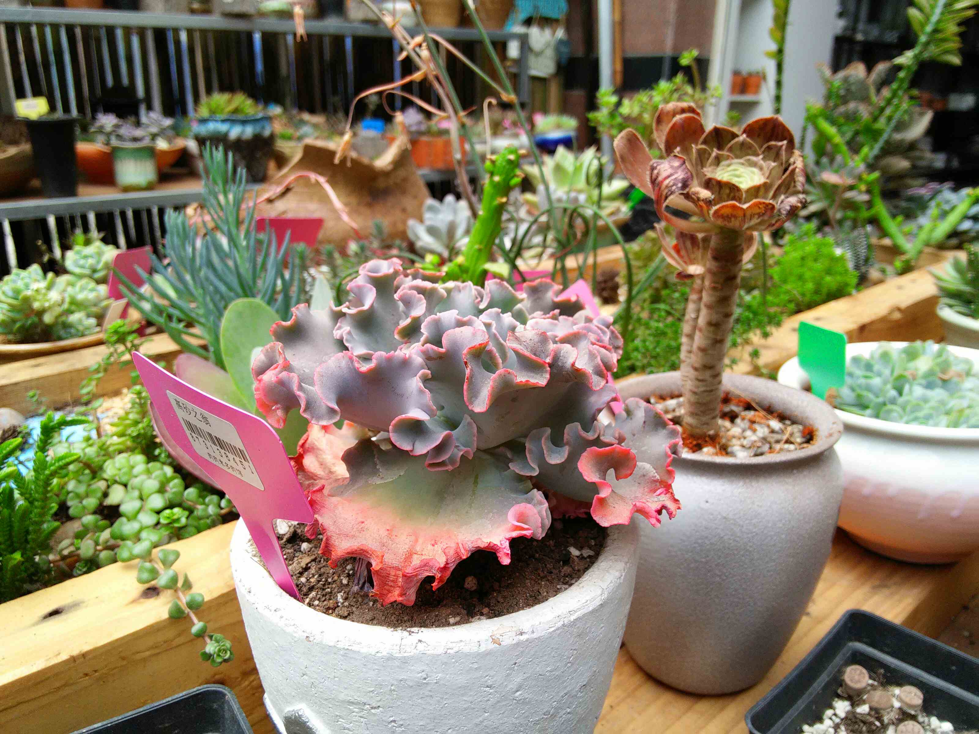 莆田春风园艺170309200509